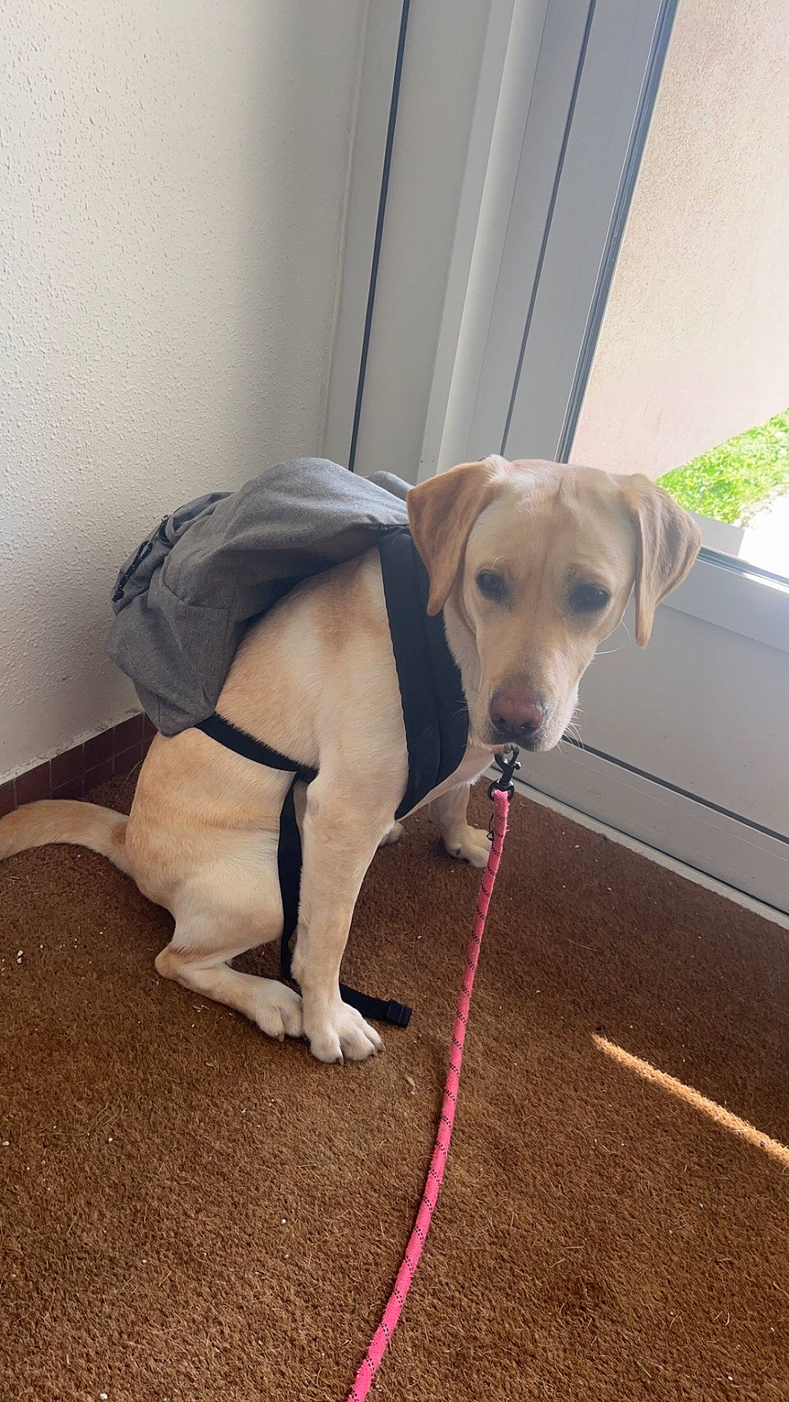 Tennessee a rejoint le concours — aidez-le/la à gagner de superbes lots ! carnivore, collar, companion_dog, dog, dog_breed, dog_collar, dog_supply, fashion_accessory, fawn, floor, flooring, leash, pet_supply, plant, retriever, snout, tail, whiskers, wood, working_animal