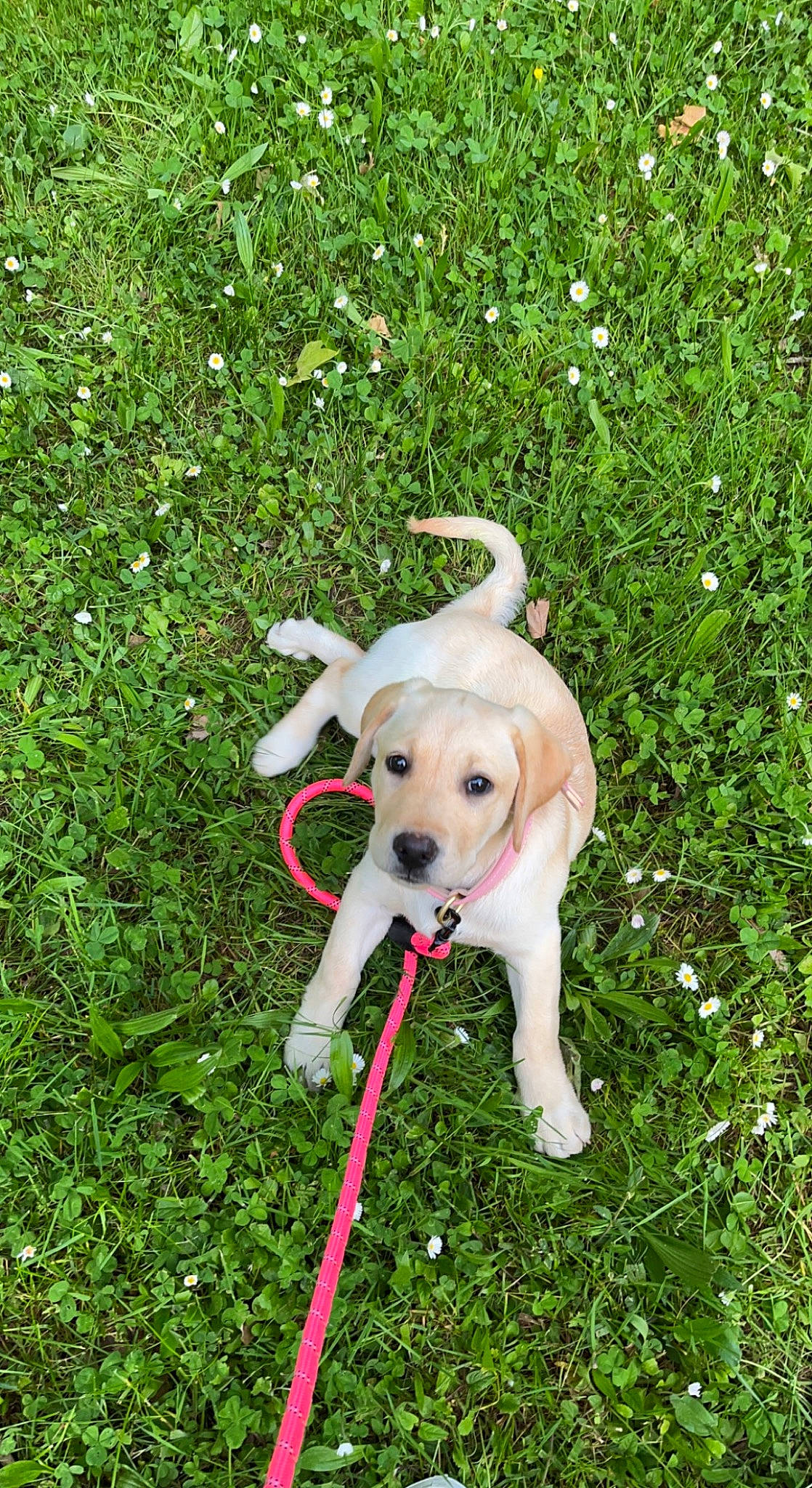 Tennessee participe au concours pour gagner de l'argent avec cette photo : canidae, carnivore, collar, companion_dog, dog, dog_breed, dog_collar, dog_supply, fawn, grass, groundcover, lawn, leash, mammal, pet_supply, plant, snout, tail, vertebrate, working_animal