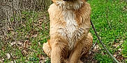 Thor a rejoint le concours — aidez-le/la à gagner de superbes lots ! animal, canine, dog, goldenretriever, grass, grove, herbal, herbs, hound, land, nature, outdoors, path, pet, plant, puppy, soil, tree, vegetation, woodland