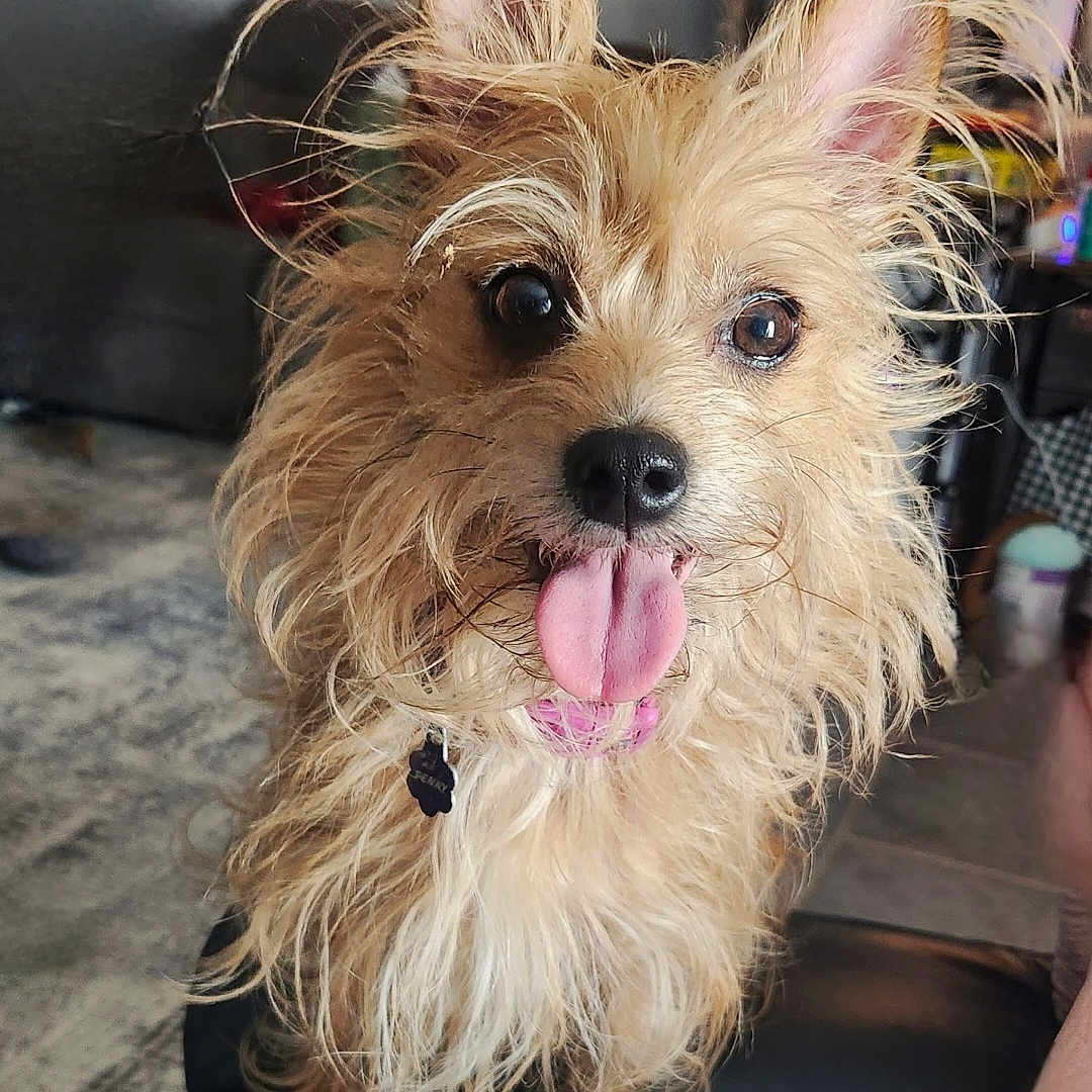 Penny