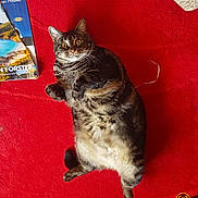 Twinky is registered to the contest to win money with this photo: cat, tabby, indoor, carpet, red, wide_eyes, fur, pet, animal, floor, relaxed, lying_down, plush, whiskers, cute, home, mischievous, brochure, paper, torn