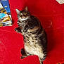 cat, tabby, indoor, carpet, red, wide_eyes, fur, pet, animal, floor, relaxed, lying_down, plush, whiskers, cute, home, mischievous, brochure, paper, torn