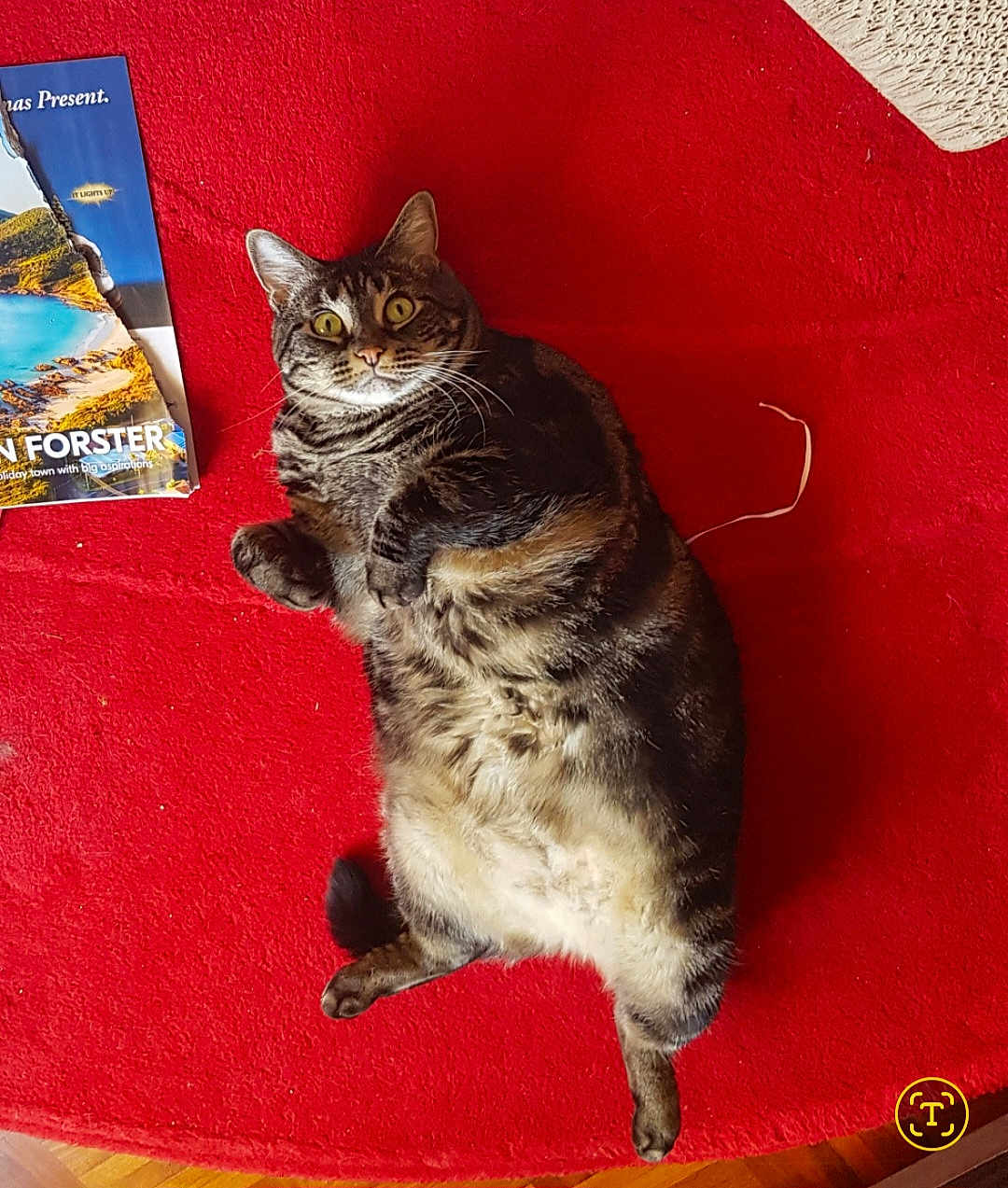 Twinky is registered to the contest to win money with this photo: cat, tabby, indoor, carpet, red, wide_eyes, fur, pet, animal, floor, relaxed, lying_down, plush, whiskers, cute, home, mischievous, brochure, paper, torn