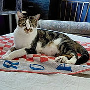 Collar is registered to the contest to win money with this photo: cat, tabby, white_fur, bed, towel, indoor, furniture, rolled_rug, relaxed, lying_down, green_eyes, curious, pet, domestic_animal, cozy, resting, animal, whiskers, paws, striped