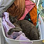 cat, gray_cat, sleeping, laundry_basket, clothes, fabric, indoor, cozy, pet, resting, home, relaxed, feline, soft, purple_clothes, orange_clothes, pink_clothes, white_basket, animal, comfort