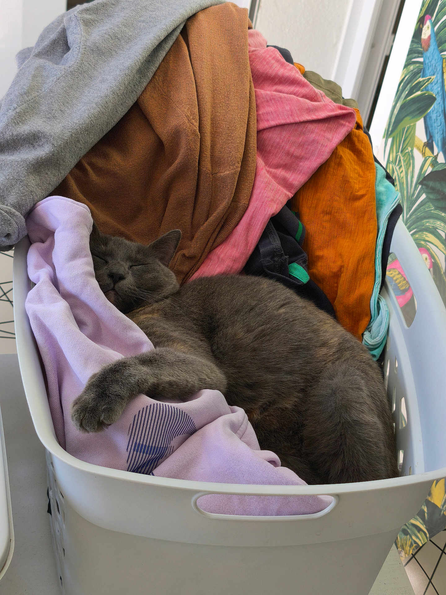 Selena participe au concours pour gagner de l'argent avec cette photo : cat, gray_cat, sleeping, laundry_basket, clothes, fabric, indoor, cozy, pet, resting, home, relaxed, feline, soft, purple_clothes, orange_clothes, pink_clothes, white_basket, animal, comfort