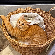 Cheese is registered to the contest to win money with this photo: cat, orange_tabby, basket, towel, pet, feline, indoor, cozy, curious, paw, woven, home, lamp, floor, tile_wall, relaxed, animal, cute, fur, domestic