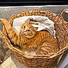 cat, orange_tabby, basket, towel, pet, feline, indoor, cozy, curious, paw, woven, home, lamp, floor, tile_wall, relaxed, animal, cute, fur, domestic