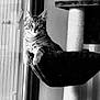 animal, black_and_white, blinds, cat, cat_tree, cozy, curious, domestic_cat, feline, furniture, hammock, household, indoor, monochrome, pet, relaxed, resting, tabby, window, young_cat