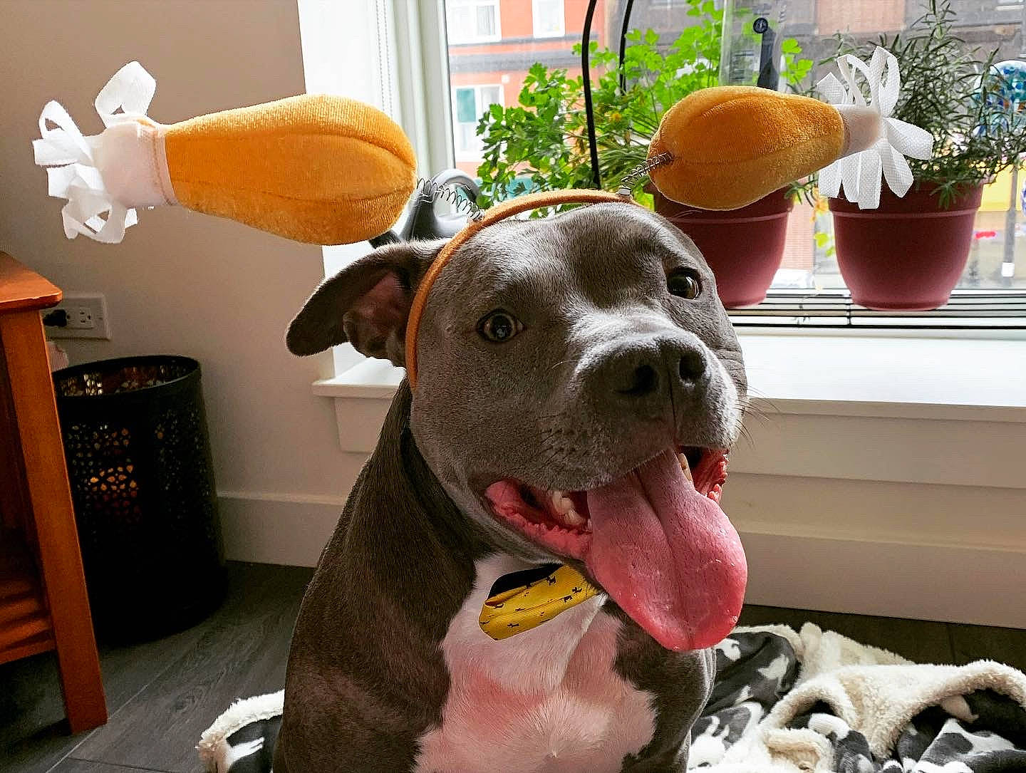 Gator joined the competition — help win amazing prizes! american_bulldog, american_pit_bull_terrier, american_staffordshire_terrier, canidae, carnivore, dog, dog_breed, ear, fawn, head, mammal, non_sporting_group, nose, organ, pit_bull, puppy, rare_breed_dog, snout, sporting_group, vertebrate