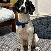 Baron is registered to the contest to win money with this photo: dog, black_and_white, bow_tie, sitting, carpet, indoor, pet, furniture, chair, dog_bed, attentive, cute, animal, paw, collar, home, floor, canine, domestic_dog, portrait