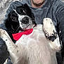 dog, person, bow_tie, black_and_white, furry, couch, fuzzy, indoor, happy, pet, casual_clothing, close_up, relaxed, companion, portrait, friendly, cute, home, snuggle, paw