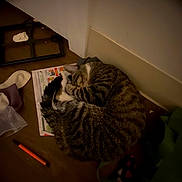 Playdough is registered to the contest to win money with this photo: cat, tabby_cat, sleeping, curled_up, newspaper, wooden_floor, pen, sock, bag, corner, indoor, dim_lighting, striped_fur, pet, resting, cozy, quiet, domestic, floor, feline