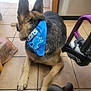 animal, bandana, blue, canine, companion, dog, domestic, floor, fur, furniture, german_shepherd, household, indoor, paw, pet, quiet, resting, side_view, tile, walker