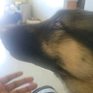 Diamond is registered to the contest to win money with this photo: animal, black, blur, blurry, brown, close_up, dog, face, floor, fur, furniture, hand, home, human_hand, indoor, living_room, paw, person, pet, striped_clothing