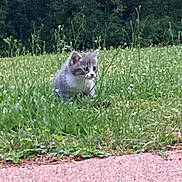 Iris participe au concours pour gagner de l'argent avec cette photo : animal, arcticfox, canine, cat, field, fox, grass, grassland, green, greyfox, kitfox, kitten, lawn, nature, outdoors, pet, plant, soil, vegetation, weasel