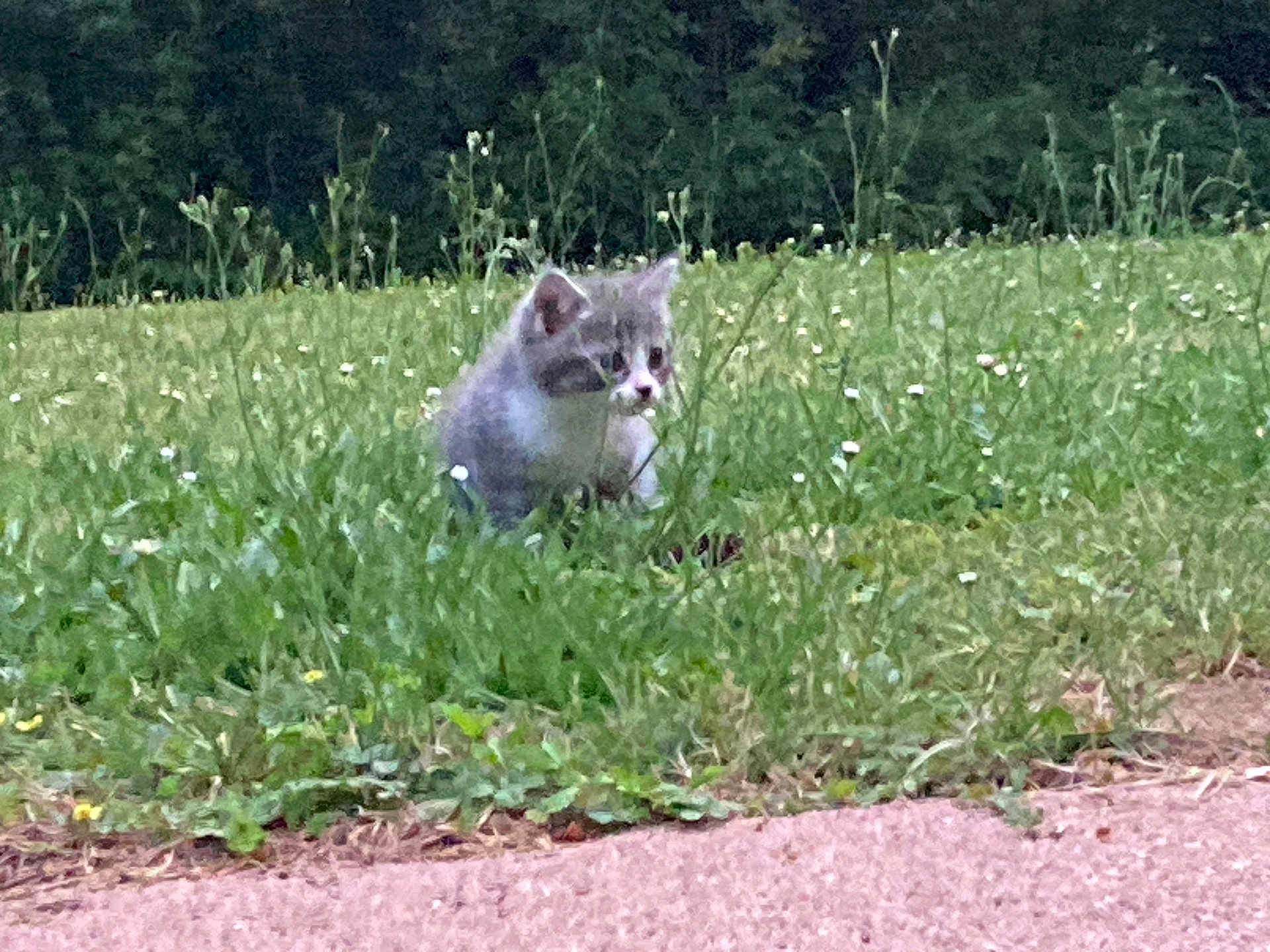 Iris participe au concours pour gagner de l'argent avec cette photo : animal, arcticfox, canine, cat, field, fox, grass, grassland, green, greyfox, kitfox, kitten, lawn, nature, outdoors, pet, plant, soil, vegetation, weasel