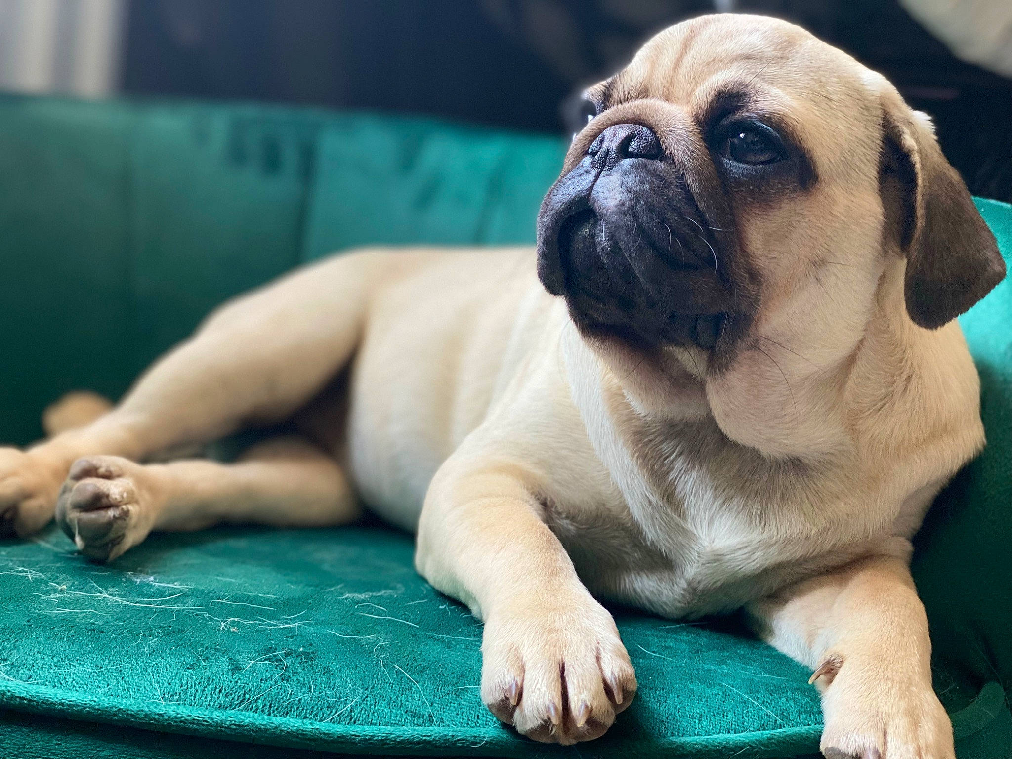 Blondie joined the competition — help win amazing prizes! ancient_dog_breeds, canidae, carnivore, comfort, companion_dog, dog, dog_breed, fawn, grass, non_sporting_group, paw, pug, puppy, snout, sporting_group, terrestrial_animal, toy_dog, whiskers, working_animal, wrinkle