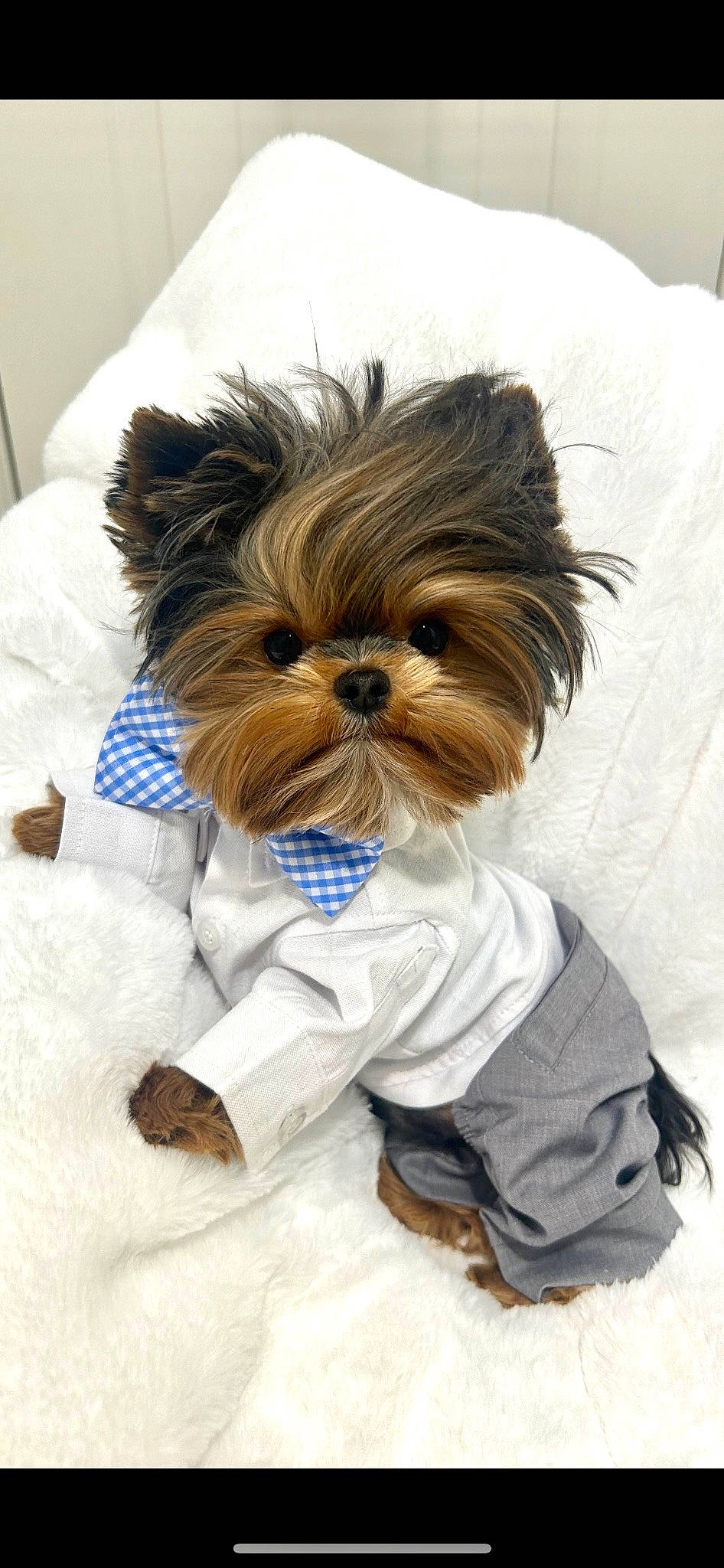 Diego is registered to the contest to win money with this photo: canidae, carnivore, companion_dog, dog, dog_breed, dog_clothes, dog_supply, fawn, font, fur, liver, pet_supply, small_terrier, snout, sporting_group, tail, terrestrial_animal, terrier, toy_dog, working_animal