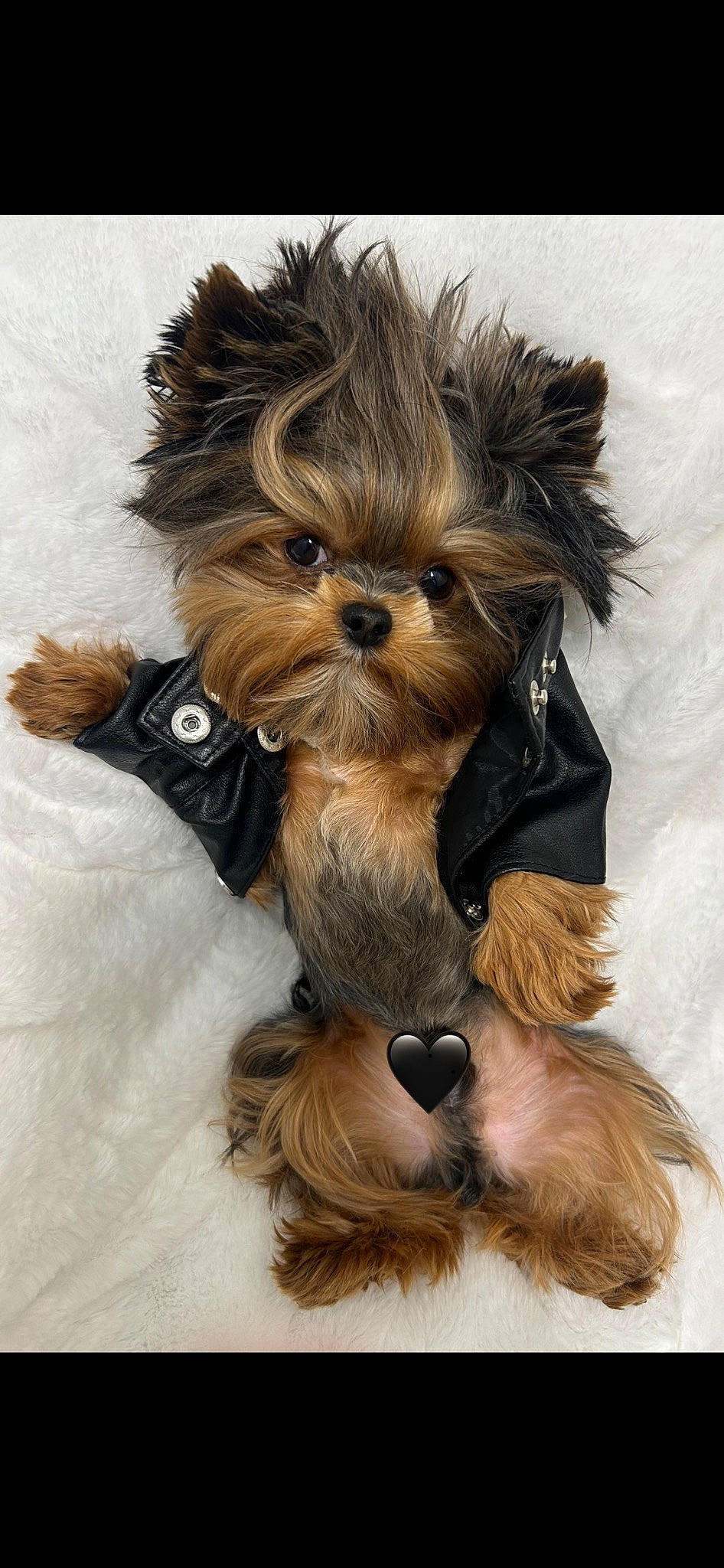 Diego joined the competition — help win amazing prizes! biewer_terrier, canidae, carnivore, companion_dog, dog, dog_breed, dog_supply, ear, fashion_accessory, fawn, fur, liver, pet_supply, small_terrier, snout, sporting_group, tail, terrier, toy_dog, working_animal