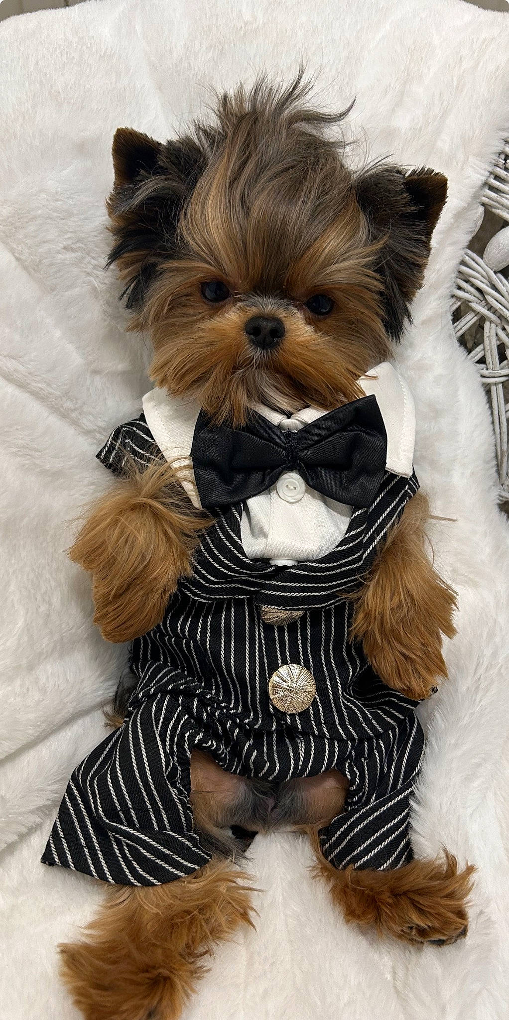 Diego is registered to the contest to win money with this photo: canidae, carnivore, companion_dog, dog, dog_breed, dog_clothes, dog_supply, fashion_accessory, fawn, fictional_character, fur, liver, small_terrier, snout, tail, terrestrial_animal, terrier, toy, toy_dog, working_animal