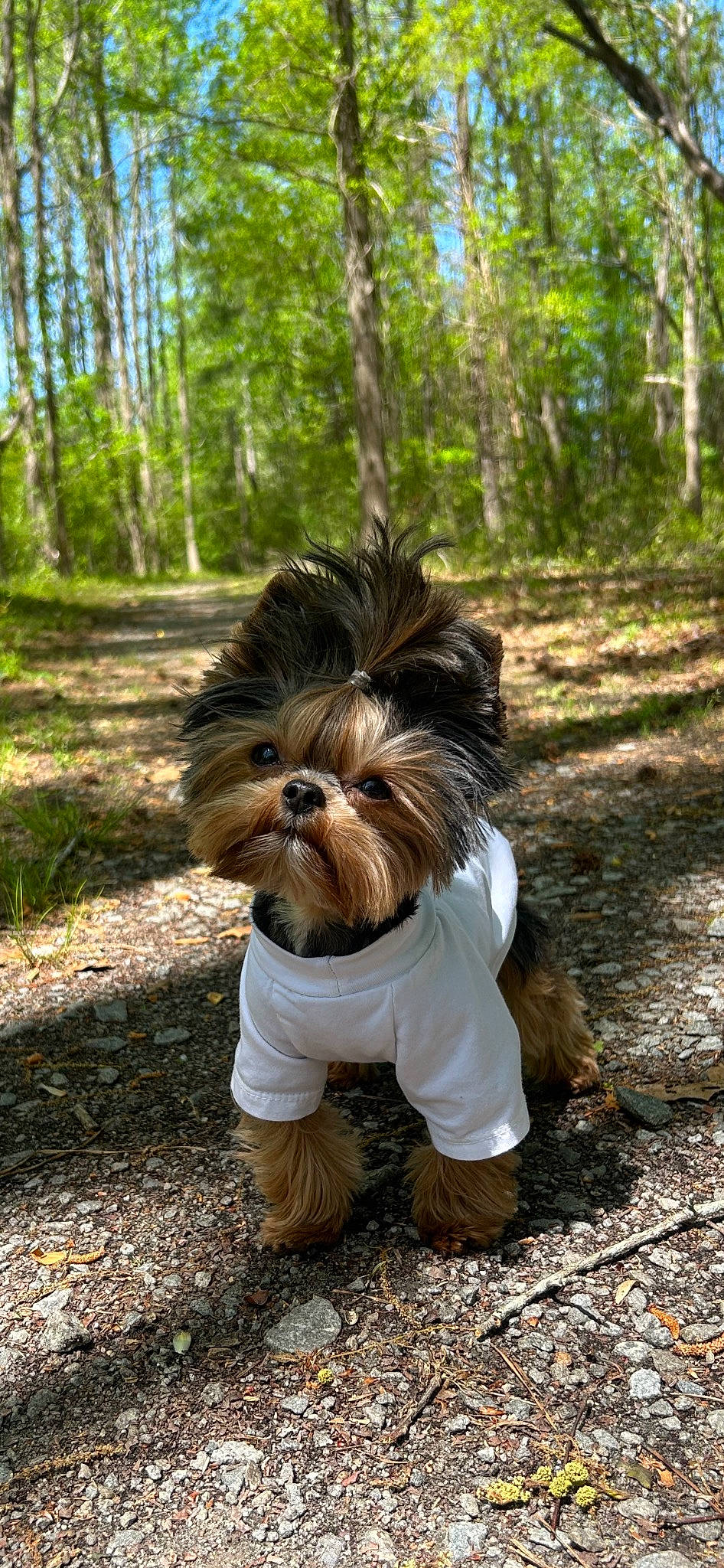 Diego joined the competition — help win amazing prizes! carnivore, companion_dog, dog, dog_breed, dog_supply, fawn, forest, grass, liver, plant, small_terrier, snout, tail, terrestrial_animal, terrier, toy_dog, tree, trunk, wood, working_animal