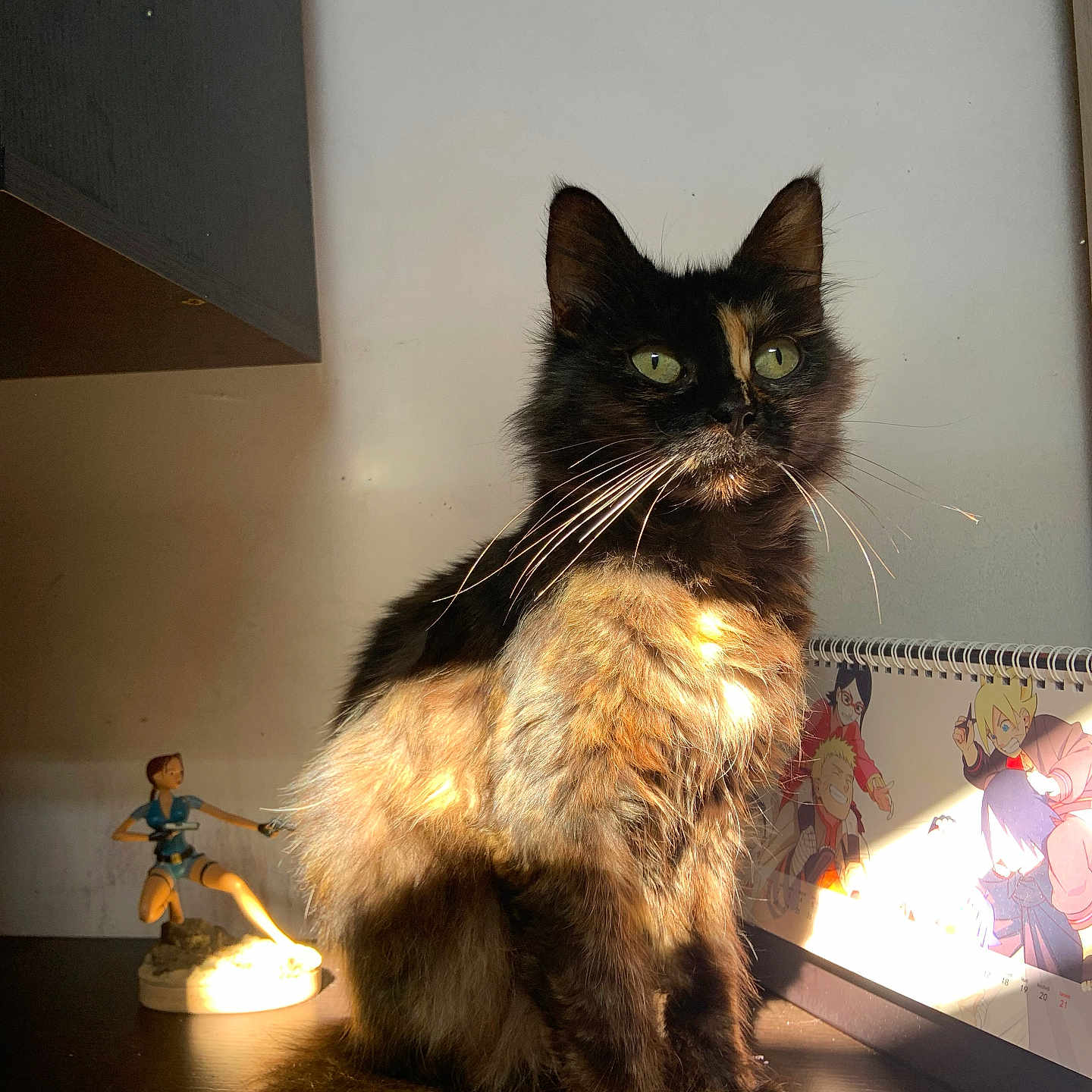 Chie a rejoint le concours — aidez-le/la à gagner de superbes lots ! abyssinian, adult, animal, blackcat, boy, cat, child, face, female, hardwood, head, kitten, lamp, male, manx, person, pet, siamese, woman, wood