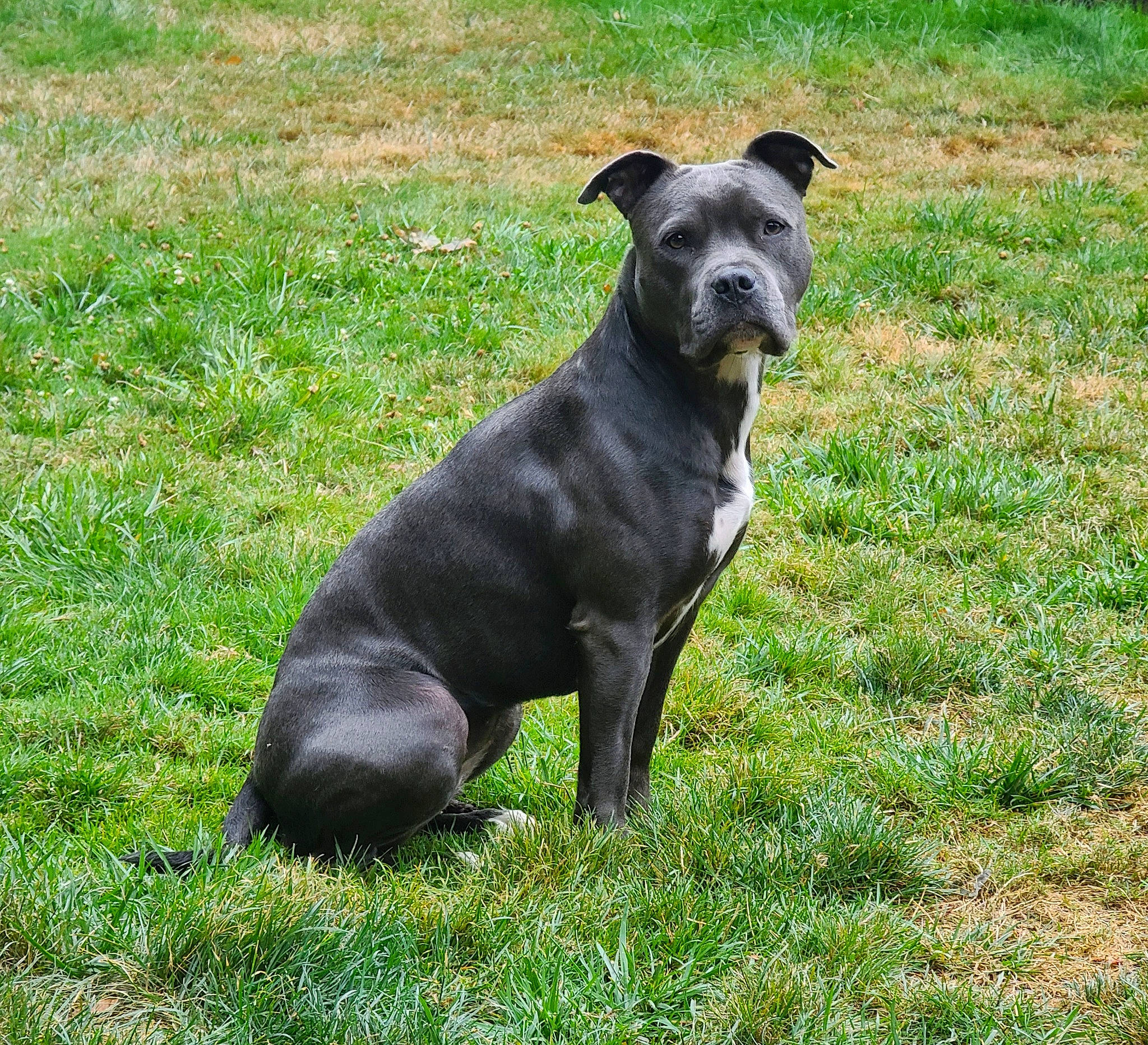 Blue is registered to the contest to win money with this photo: borador, canidae, carnivore, collar, companion_dog, dog, dog_breed, dog_collar, dog_supply, fawn, grass, grassland, groundcover, pet_supply, plant, snout, sporting_group, tail, terrestrial_animal, working_animal