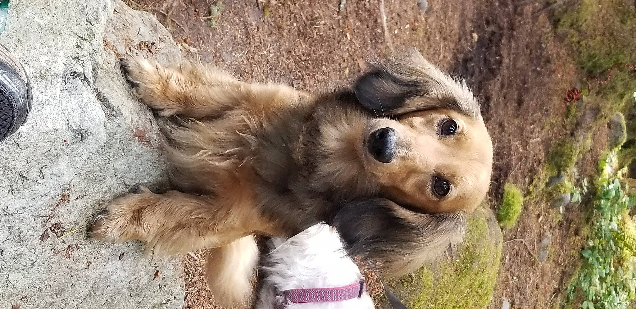 Gir joined the competition — help win amazing prizes! canidae, carnivore, companion_dog, dog, dog_breed, dog_supply, fawn, fur, german_spitz_mittel, liver, paw, plant, puppy, retriever, snout, spaniel, sporting_group, terrestrial_animal, whiskers, wildlife