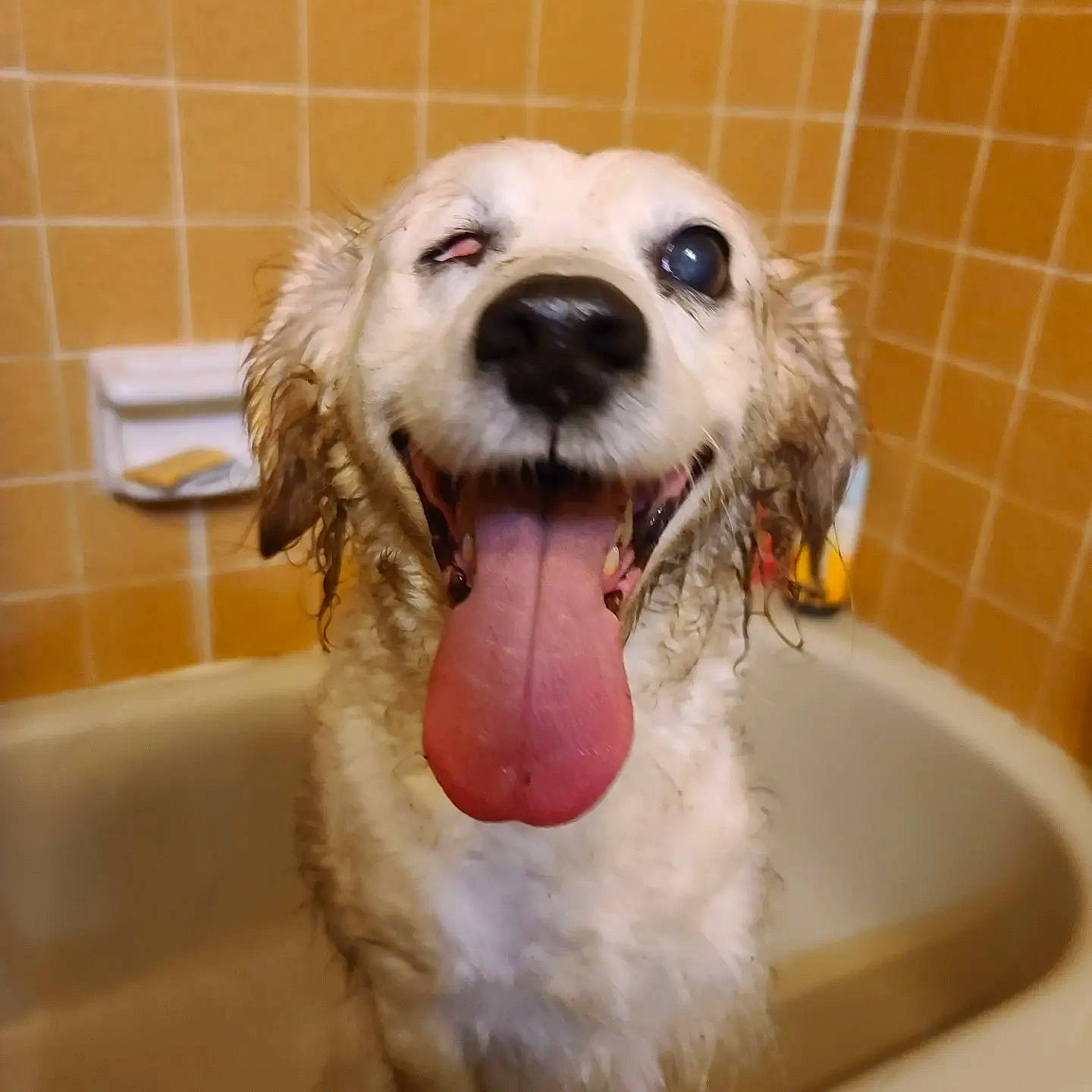 Zoey joined the competition — help win amazing prizes! bathing, bathroom, carnivore, companion_dog, dog, dog_breed, dog_supply, fang, fawn, fluid, paw, pet_supply, plumbing, plumbing_fixture, snout, sporting_group, toy_dog, whiskers, working_animal, yawn