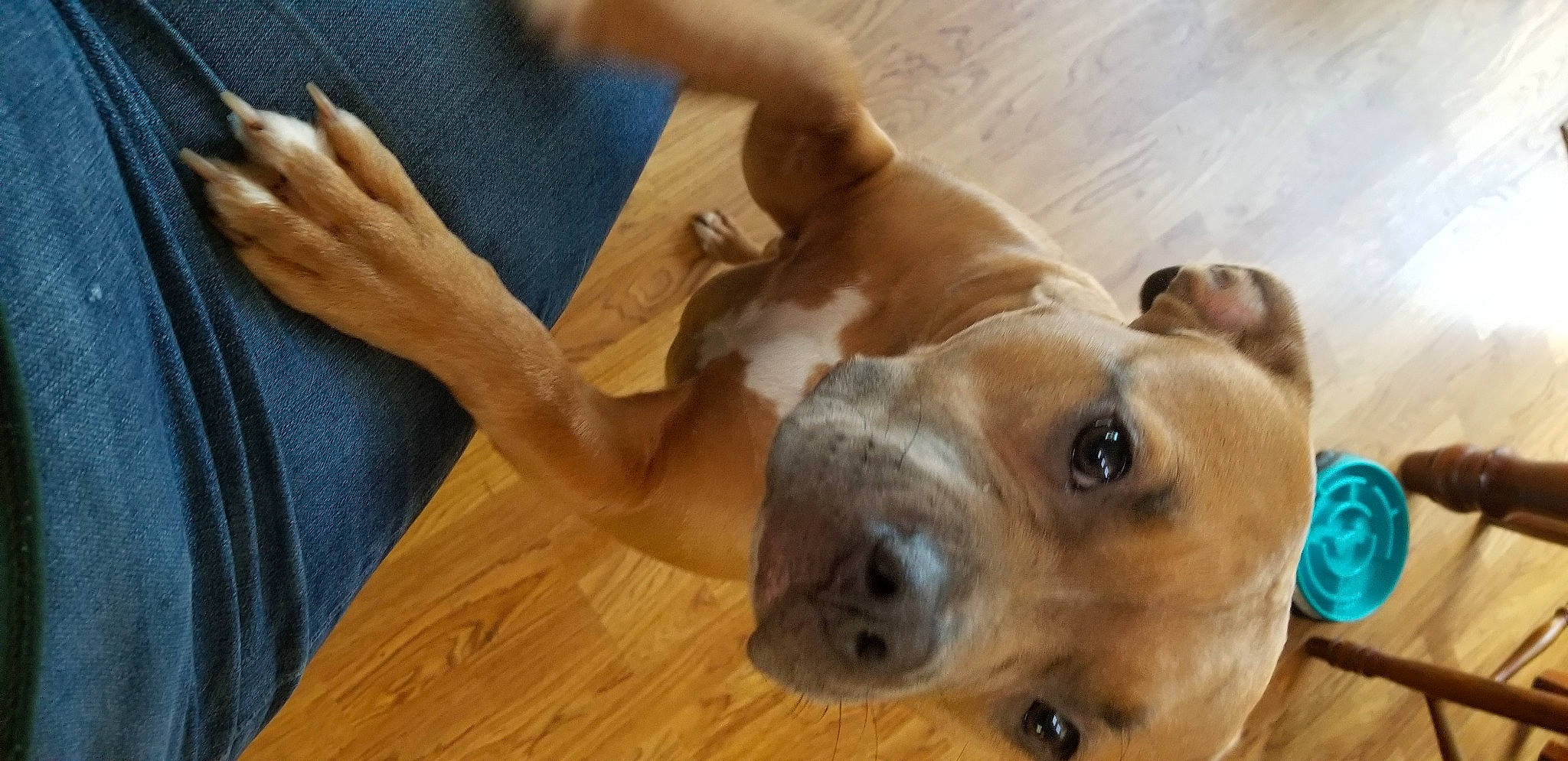 Sandy joined the competition — help win amazing prizes! canidae, carnivore, companion_dog, dog, dog_breed, ear, fawn, flooring, fur, gesture, hardwood, paw, snout, sporting_group, varnish, whiskers, wood, wood_flooring, wood_stain, working_animal