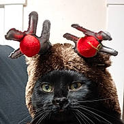 Salem joined the competition — help win amazing prizes! cat, black_cat, animal, pet, costume, reindeer_hat, holiday, festive, antlers, red_pom_poms, furry, whiskers, face, close_up, indoor, cute, adorable, portrait, funny, expression