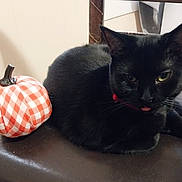 Salem joined the competition — help win amazing prizes! animal, autumn, black_cat, cat, checkered_pattern, closeup, collar, cozy, cute, decor, fabric_pumpkin, feline, fur, home, indoor, orange_and_white, pet, resting, tongue_out, whiskers