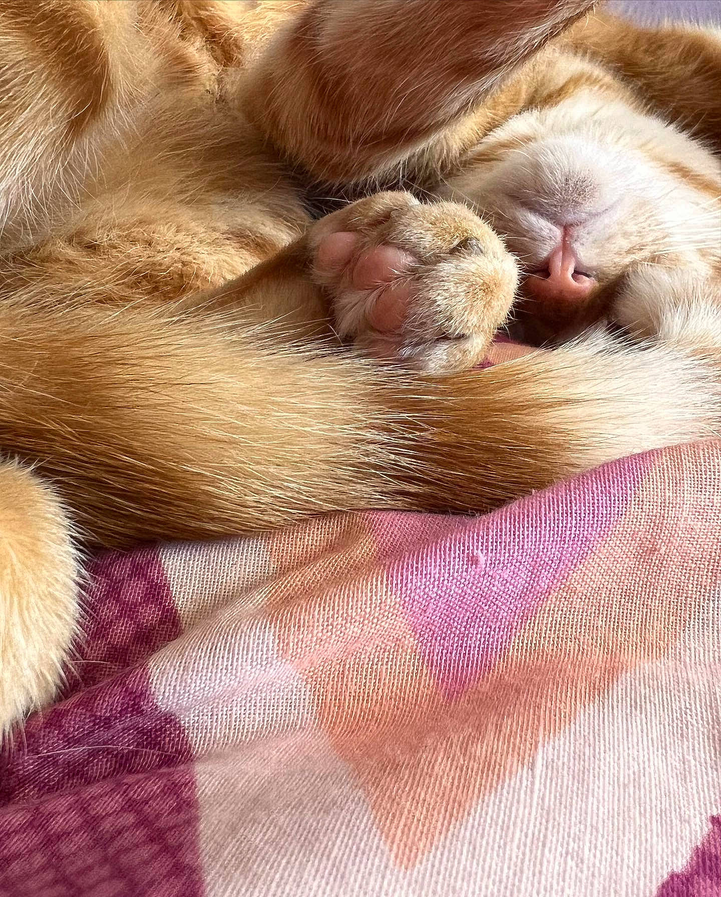 Felicia joined the competition — help win amazing prizes! canidae, carnivore, comfort, companion_dog, dog_breed, fawn, felidae, fur, linens, liver, magenta, mammal, paw, small_to_medium_sized_cats, snout, sporting_group, textile, vertebrate, whiskers, wrinkle