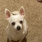 Tiko is registered to the contest to win money with this photo: dog, chihuahua, white_dog, pet, carpet, indoor, small_dog, animal, cute, looking_up, ears, fur, canine, companion, domestic_animal, floor, mammal, friendly, sitting, household