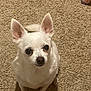 dog, chihuahua, white_dog, pet, carpet, indoor, small_dog, animal, cute, looking_up, ears, fur, canine, companion, domestic_animal, floor, mammal, friendly, sitting, household