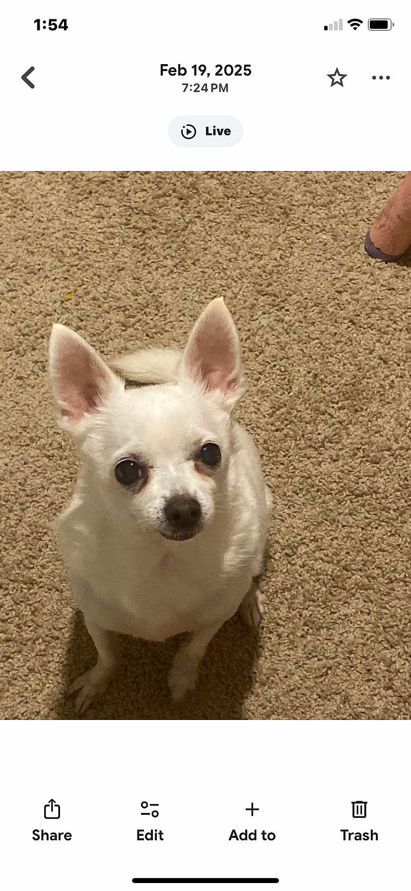 Tiko is registered to the contest to win money with this photo: dog, chihuahua, white_dog, pet, carpet, indoor, small_dog, animal, cute, looking_up, ears, fur, canine, companion, domestic_animal, floor, mammal, friendly, sitting, household