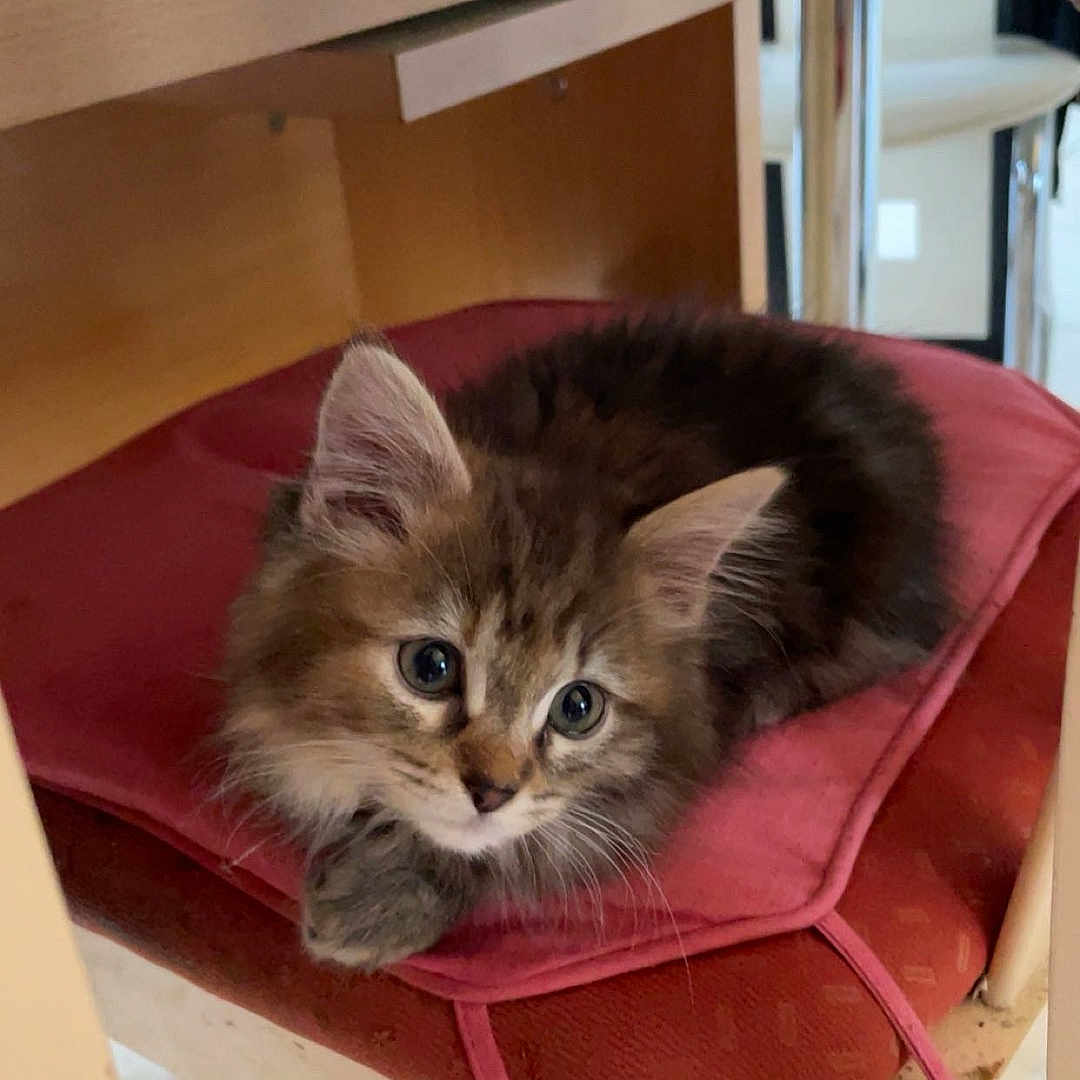 Willow participe au concours pour gagner de l'argent avec cette photo : abyssinian, animal, architecture, bag, building, cat, chair, closet, desk, drawer, furniture, indoors, kitten, outdoors, pet, plywood, shelf, shelter, table, wood