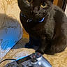animal, black_cat, cat, chair, close_up, collar, curious, domestic_cat, electronics, feline, gaming, household, indoor, looking, patterned_fabric, pet, seated, technology, video_game_controller, yellow_eyes