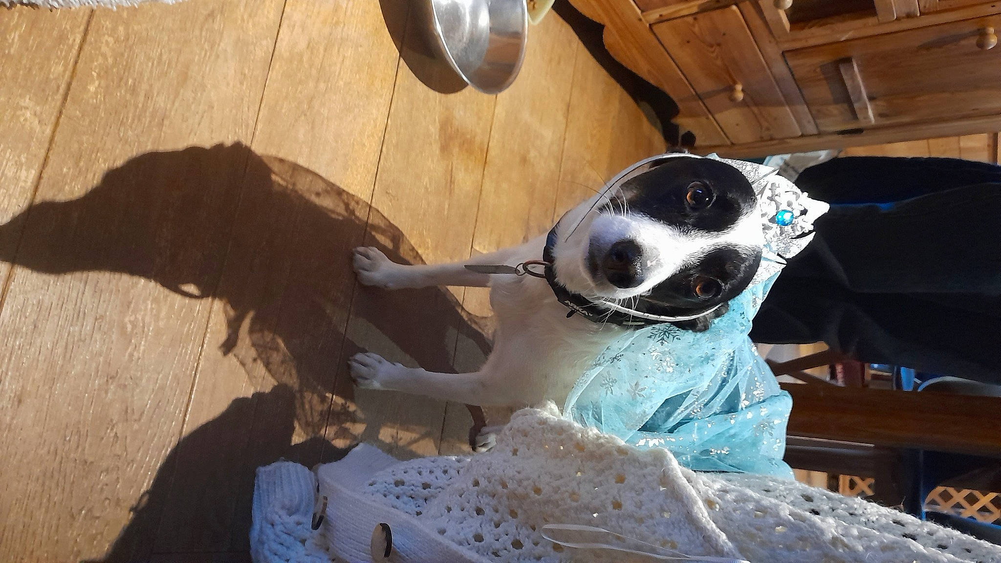 Braga participe au concours pour gagner de l'argent avec cette photo : canidae, carnivore, collar, companion_dog, dog, dog_breed, dog_collar, eyewear, fawn, fur, metal, non_sporting_group, panda, snout, soil, sporting_group, terrestrial_animal, wood, working_animal