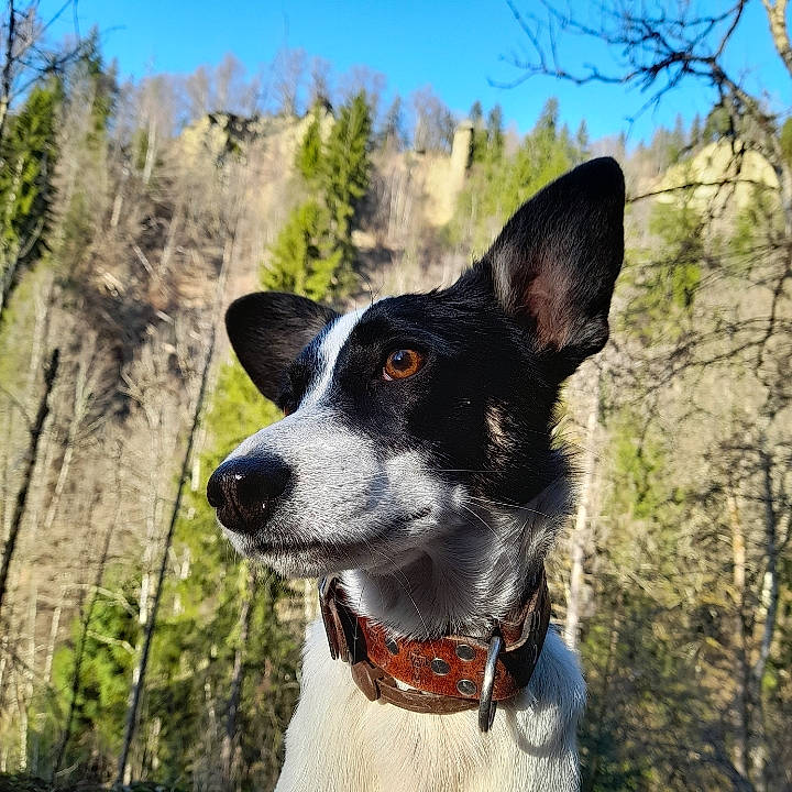 Braga a rejoint le concours — aidez-le/la à gagner de superbes lots ! carnivore, collar, companion_dog, dog, dog_breed, dog_collar, dog_supply, fashion_accessory, grass, herding_dog, leash, mountain, plant, sky, tree, whiskers, wilderness, window, working_animal, working_dog