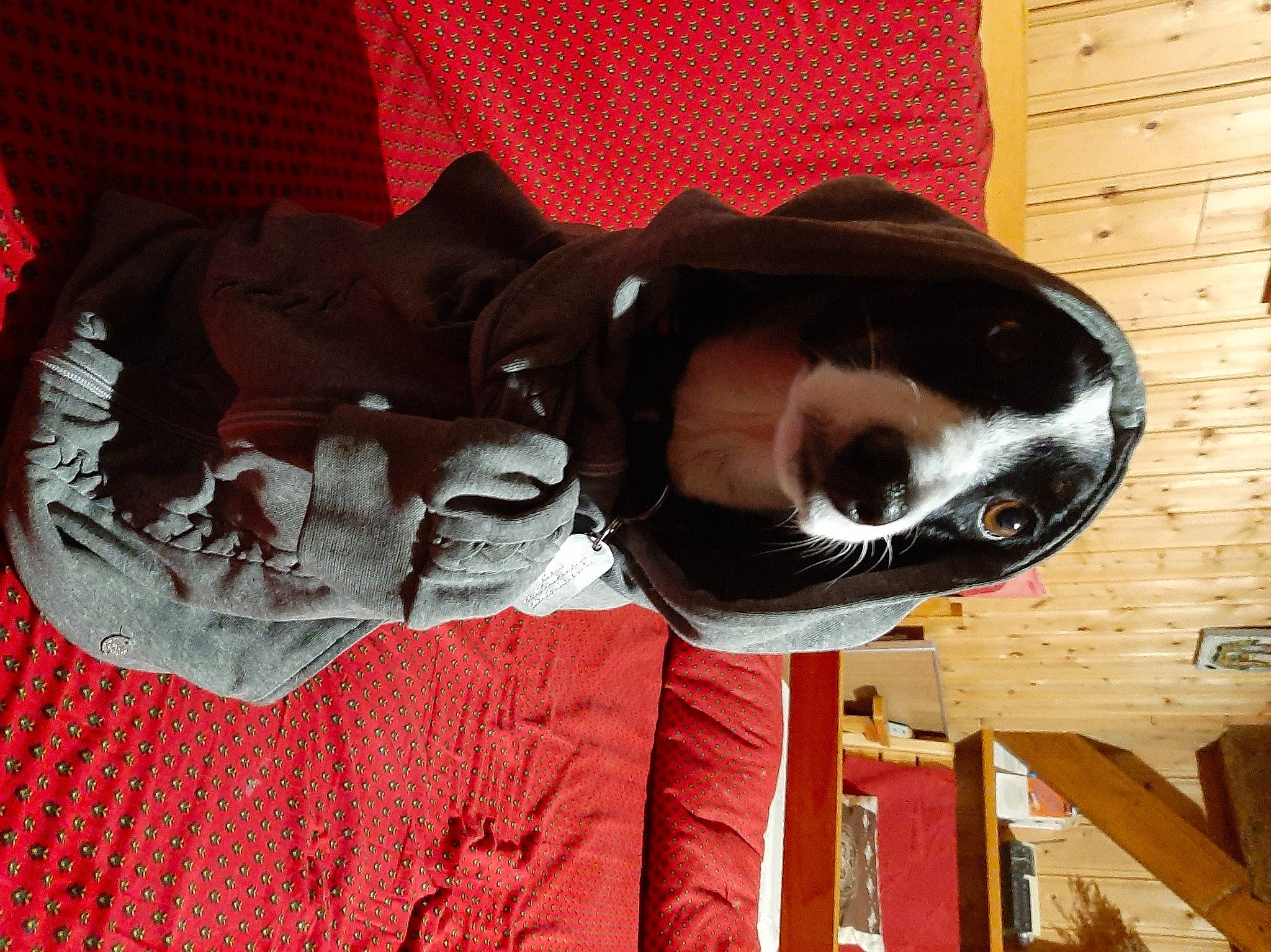 Braga participe au concours pour gagner de l'argent avec cette photo : canidae, carmine, cat, comfort, dog_breed, felidae, fur, goggles, hardwood, hat, linens, red, room, sleeve, small_to_medium_sized_cats, sporting_group, sportswear, sunglasses, tail, wood