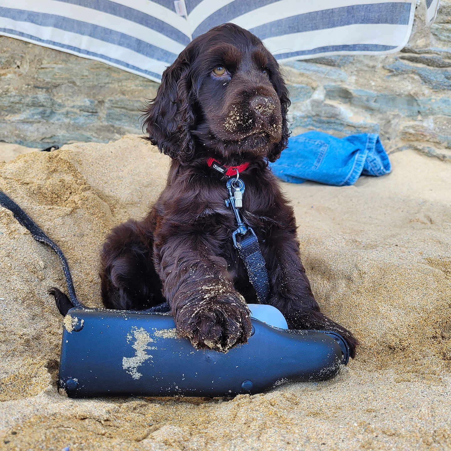 Snow participe au concours pour gagner de l'argent avec cette photo : accessories, animal, beach, canine, coast, cockerspaniel, dog, hound, leash, nature, outdoors, pet, puppy, sea, shoreline, soil, strap, summer, terrier, water