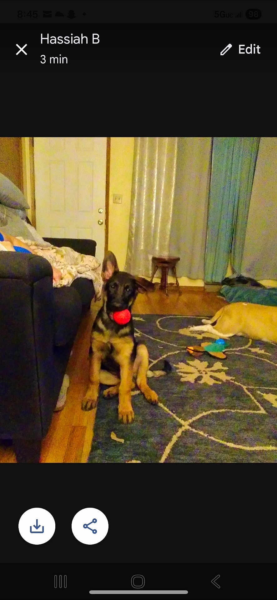 Rex is registered to the contest to win money with this photo: dog, puppy, german_shepherd, ball, living_room, rug, couch, blanket, door, curtains, wooden_floor, stool, toy, pet, indoor, animal, relaxing, floor, canine, home