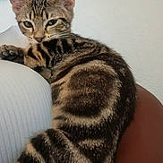 Sinclair Medley Lane joined the competition — help win amazing prizes! cat, kitten, tabby, striped_fur, pet, animal, portrait, close_up, sitting, lying_down, indoors, couch, cushion, lap, relaxed, green_eyes, ears, whiskers, fur, home