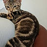cat, kitten, tabby, striped_fur, pet, animal, portrait, close_up, sitting, lying_down, indoors, couch, cushion, lap, relaxed, green_eyes, ears, whiskers, fur, home