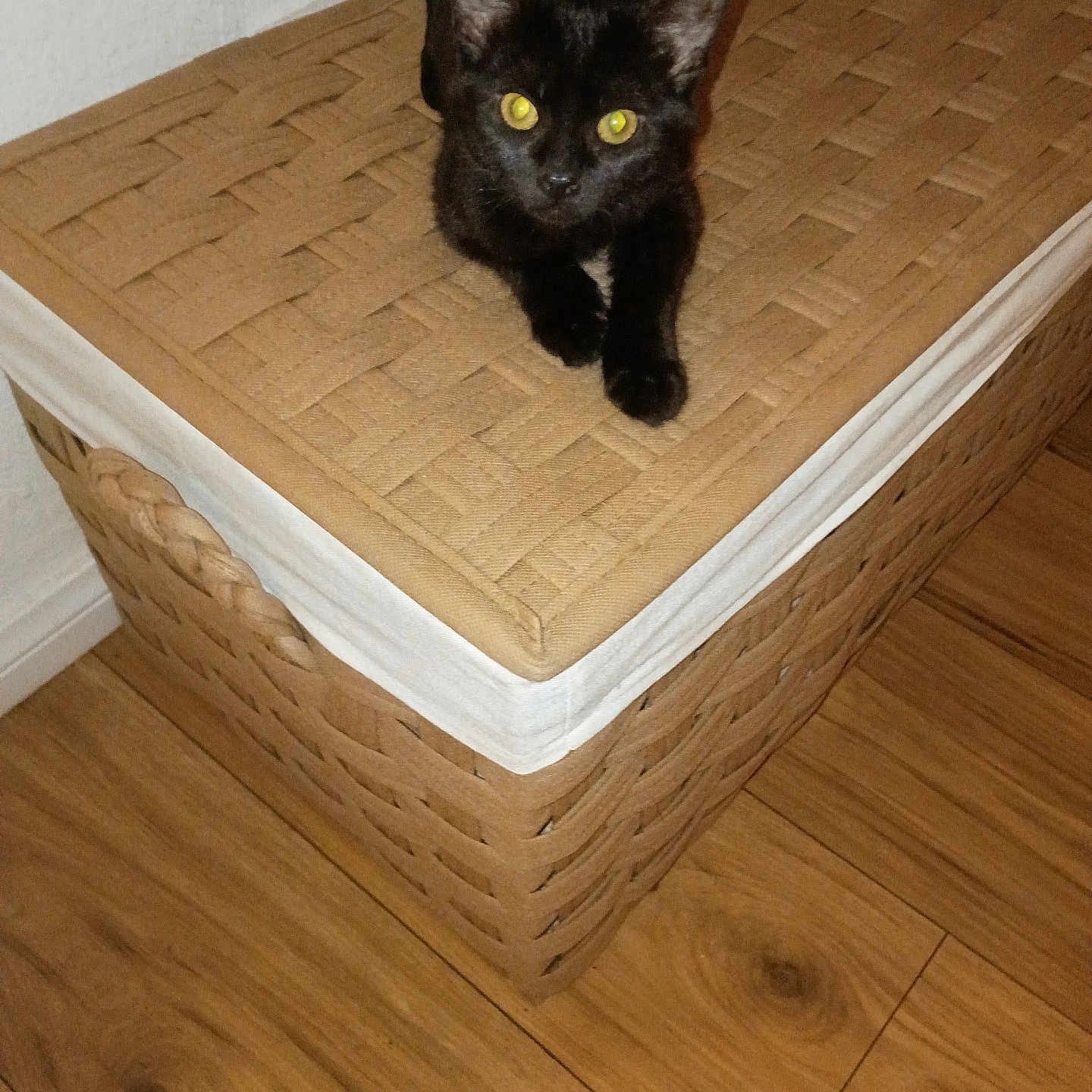 Beebee Medley Lane is registered to the contest to win money with this photo: cat, kitten, black_cat, animal, pet, feline, sitting, indoors, basket, storage_basket, woven_texture, hardwood_floor, wooden_floor, golden_eyes, glowing_eyes, ears, whiskers, portrait, home_interior, curious