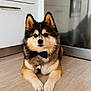 Loki participe au concours pour gagner de l'argent avec cette photo : dog, bow_tie, fluffy, indoor, floor, wooden_floor, kitchen, pet, canine, sitting, looking_at_camera, brown_fur, black_fur, white_fur, ears_up, domestic_animal, companion, adorable, animal, house