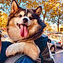 Loki participe au concours pour gagner de l'argent avec cette photo : dog, happy, tongue_out, fluffy, shoulder, autumn, trees, sunny, outdoor, parked_cars, person, backpack, smiling, pet, canine, daylight, nature, urban, close_up, fur