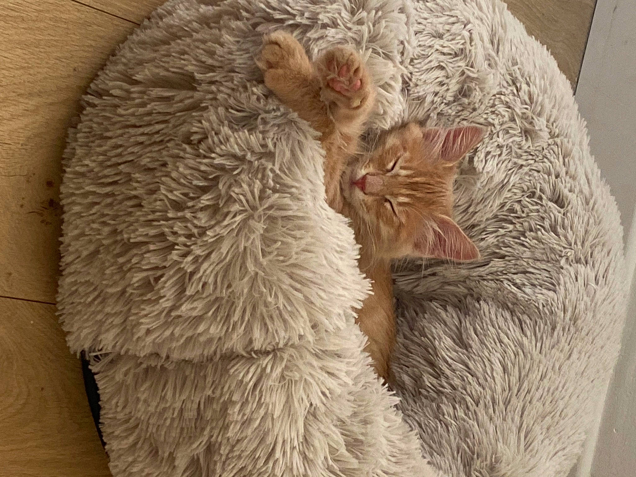 Ambre a rejoint le concours — aidez-le/la à gagner de superbes lots ! carnivore, cat, claw, comfort, domestic_short_haired_cat, fawn, felidae, fur, natural_material, paw, peach, small_to_medium_sized_cats, snout, tail, terrestrial_animal, thread, whiskers, wood, wool, woolen